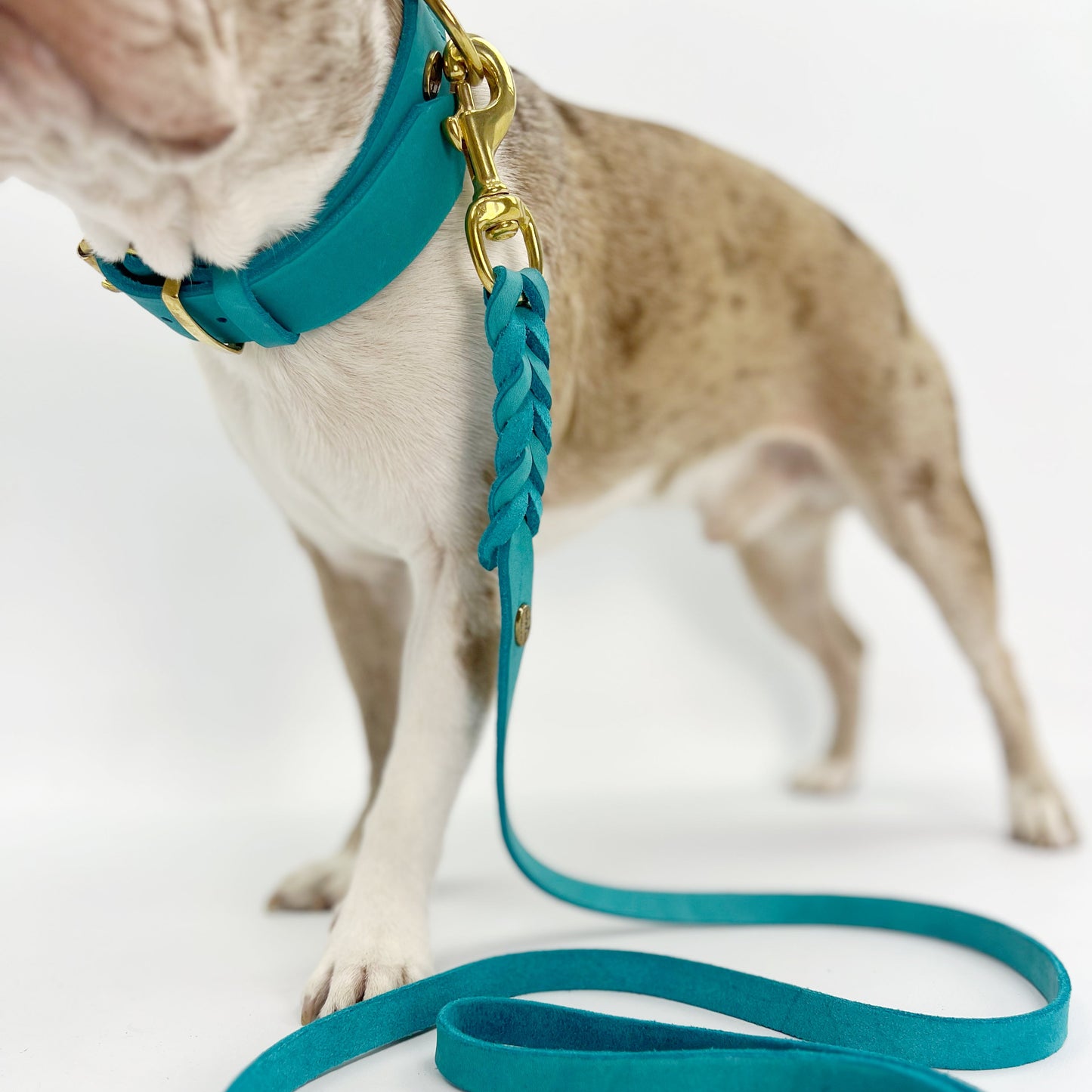 Classic Premium European Leather Dog Collar