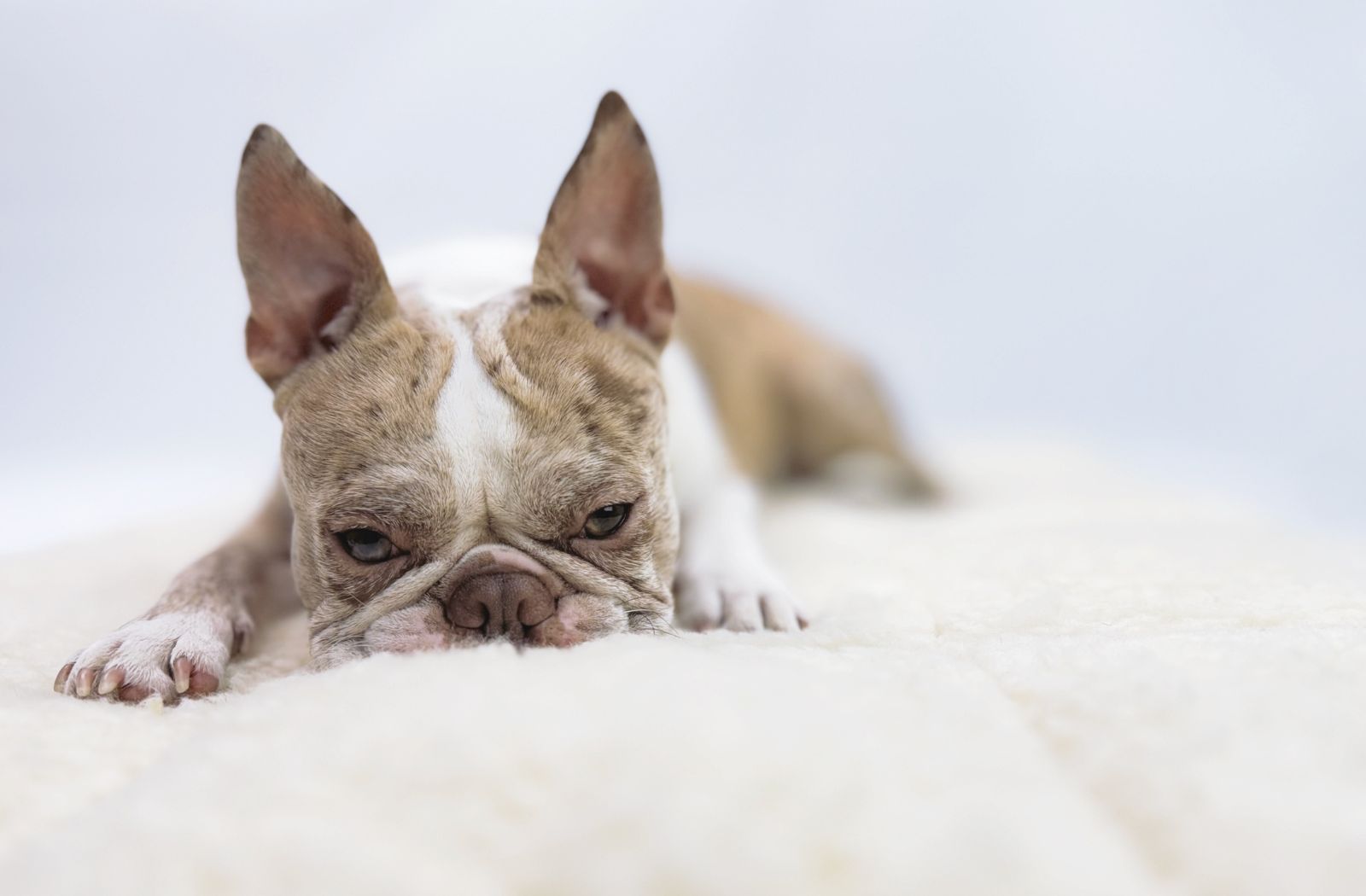 Baa-Baa Wool Dog Cat Mat Bed