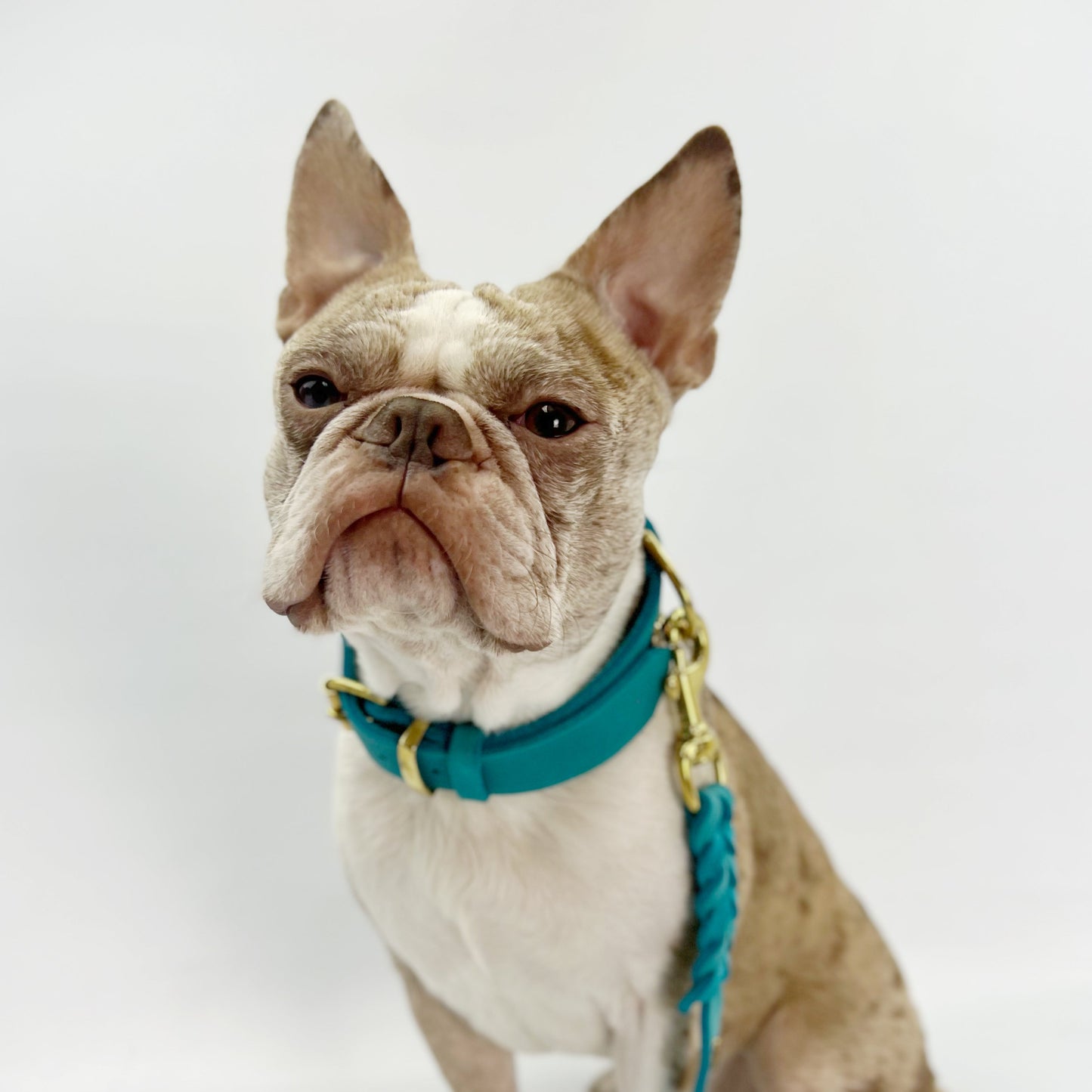 Classic Premium European Leather Dog Collar