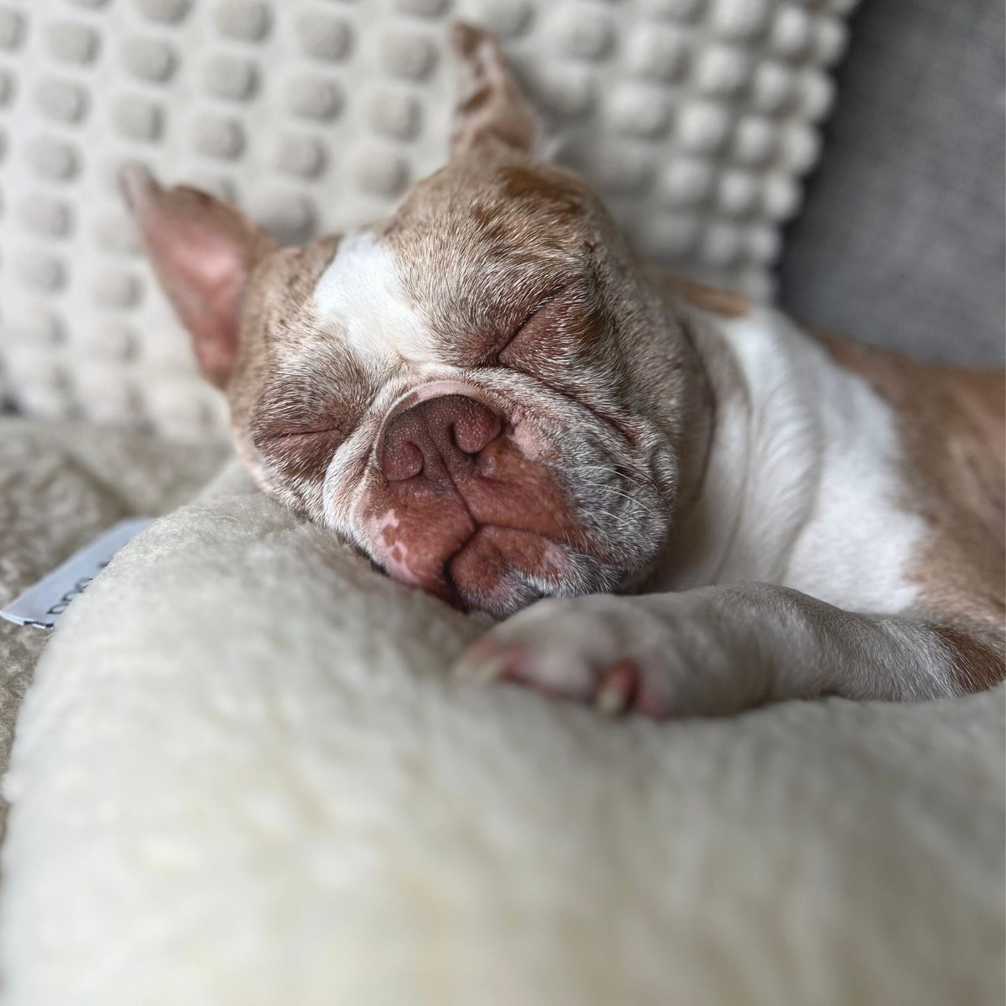 Wool Pet Calming Pillow