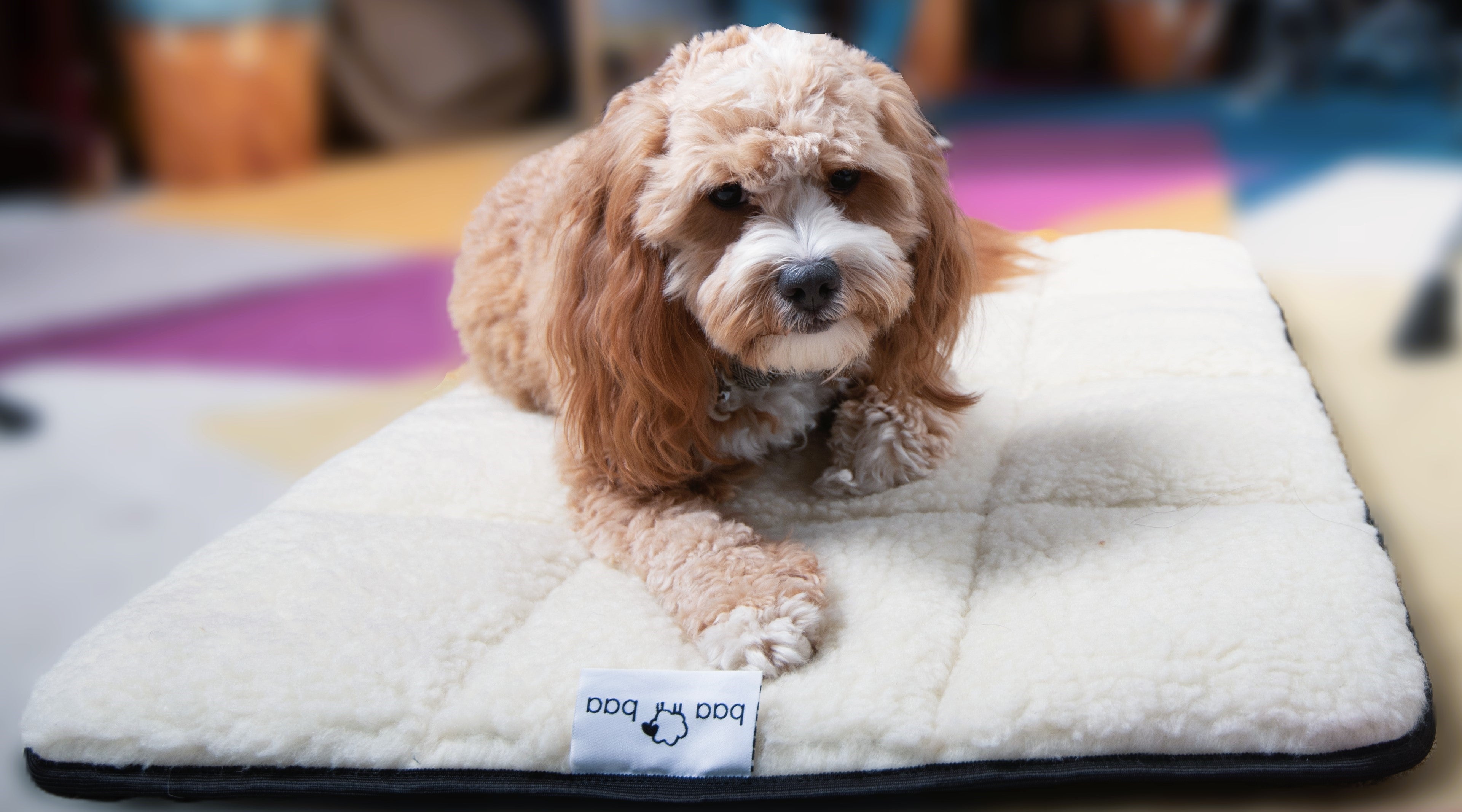 Best machine best sale washable dog bed